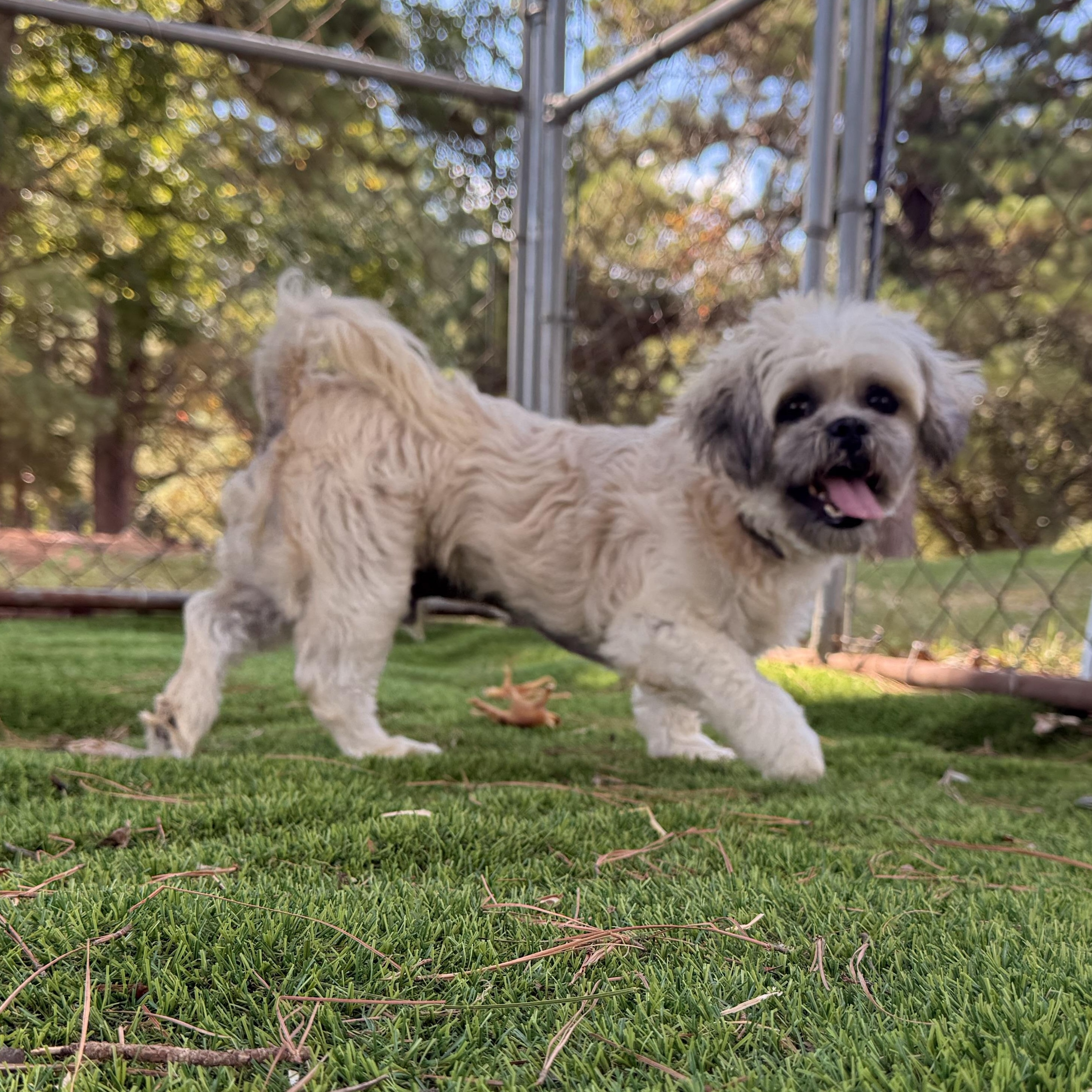 Enlarge Duster, a Adoptable Shih Tzu in Texarkana, TX image 5/6