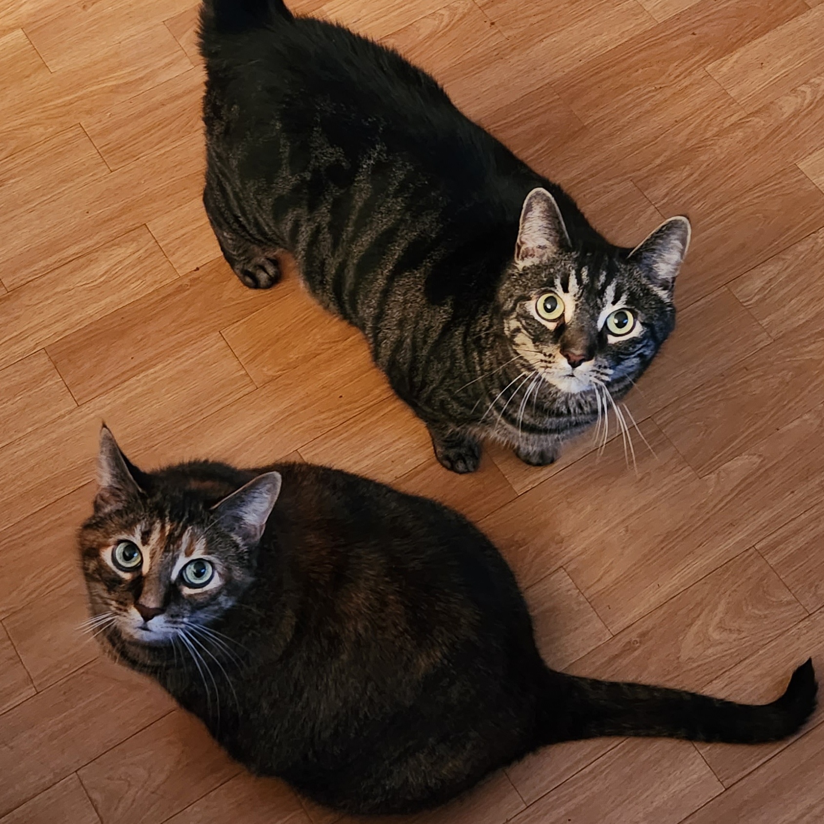 Dolly & Doodles - COURTESY POST