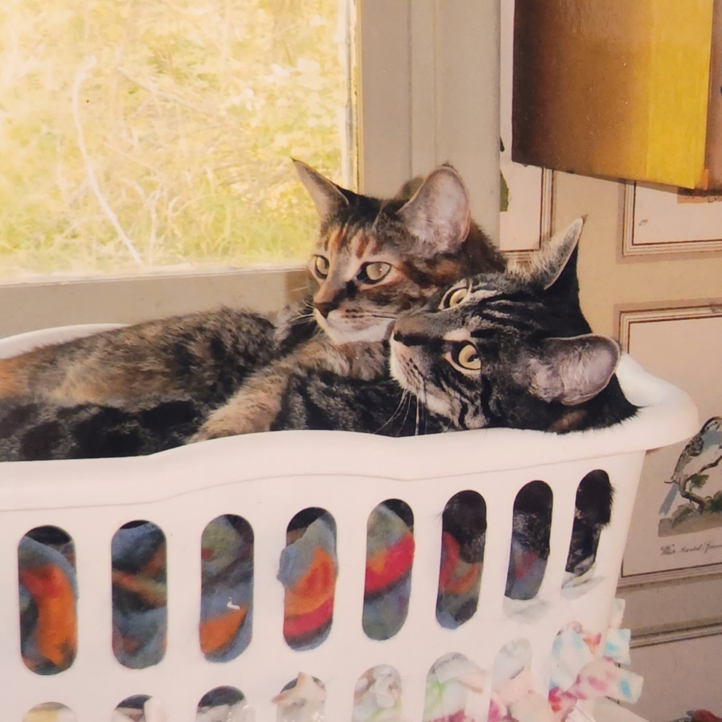 Dolly & Doodles - COURTESY POST photo 3