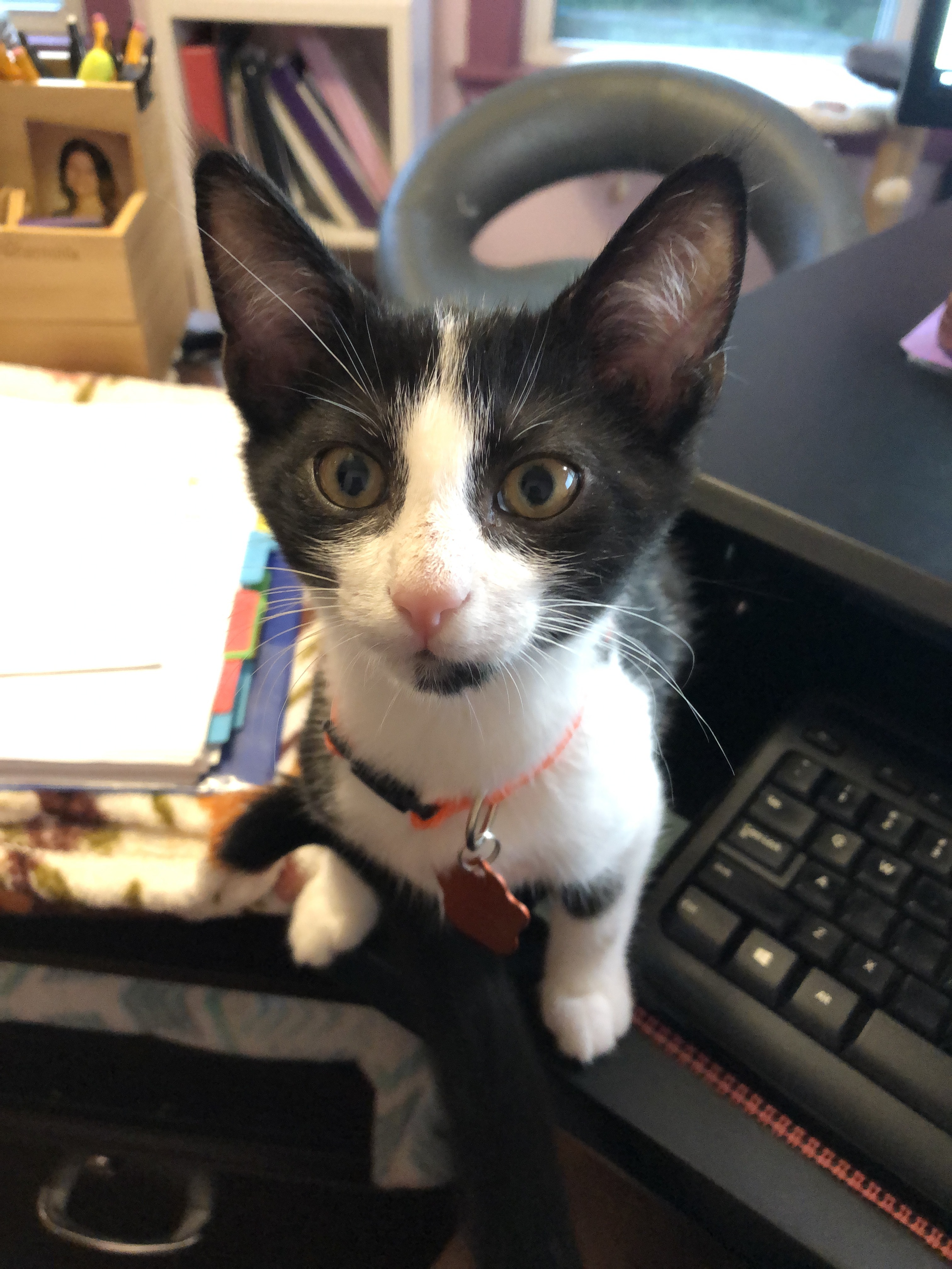 Cam, Adoptable, Kitten Male Domestic Medium Hair.