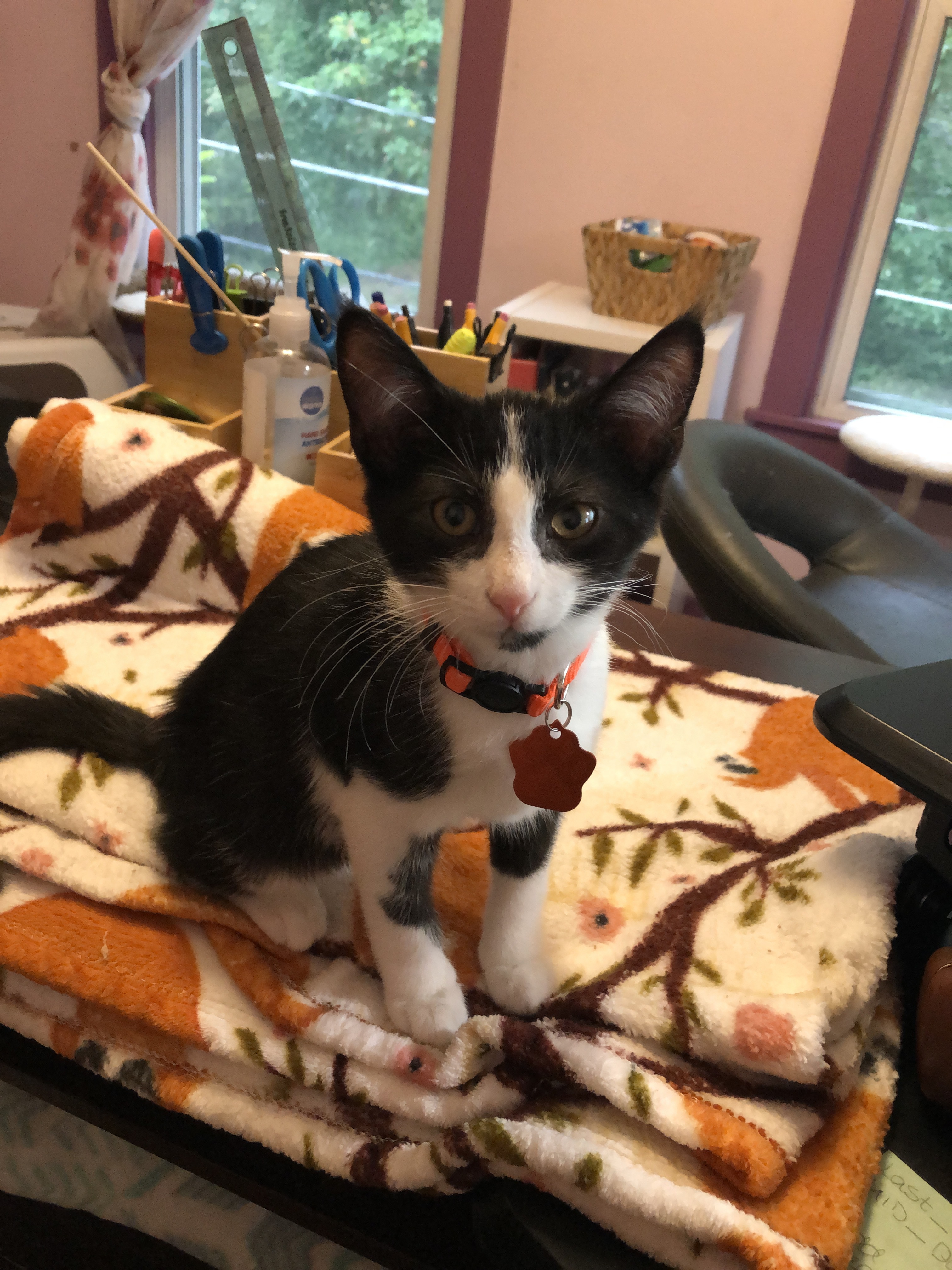 Cam, a Adoptable Domestic Medium Hair in West Mifflin, PA image 2/6