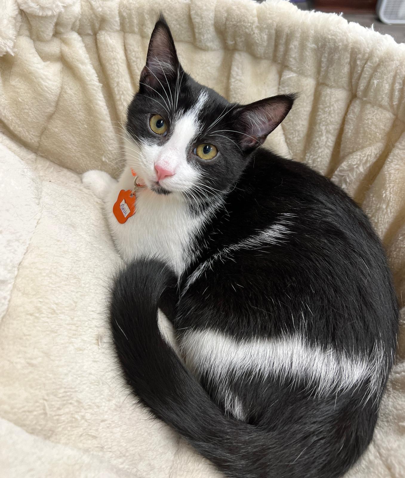 Cam, a Adoptable Domestic Medium Hair in West Mifflin, PA image 3/6