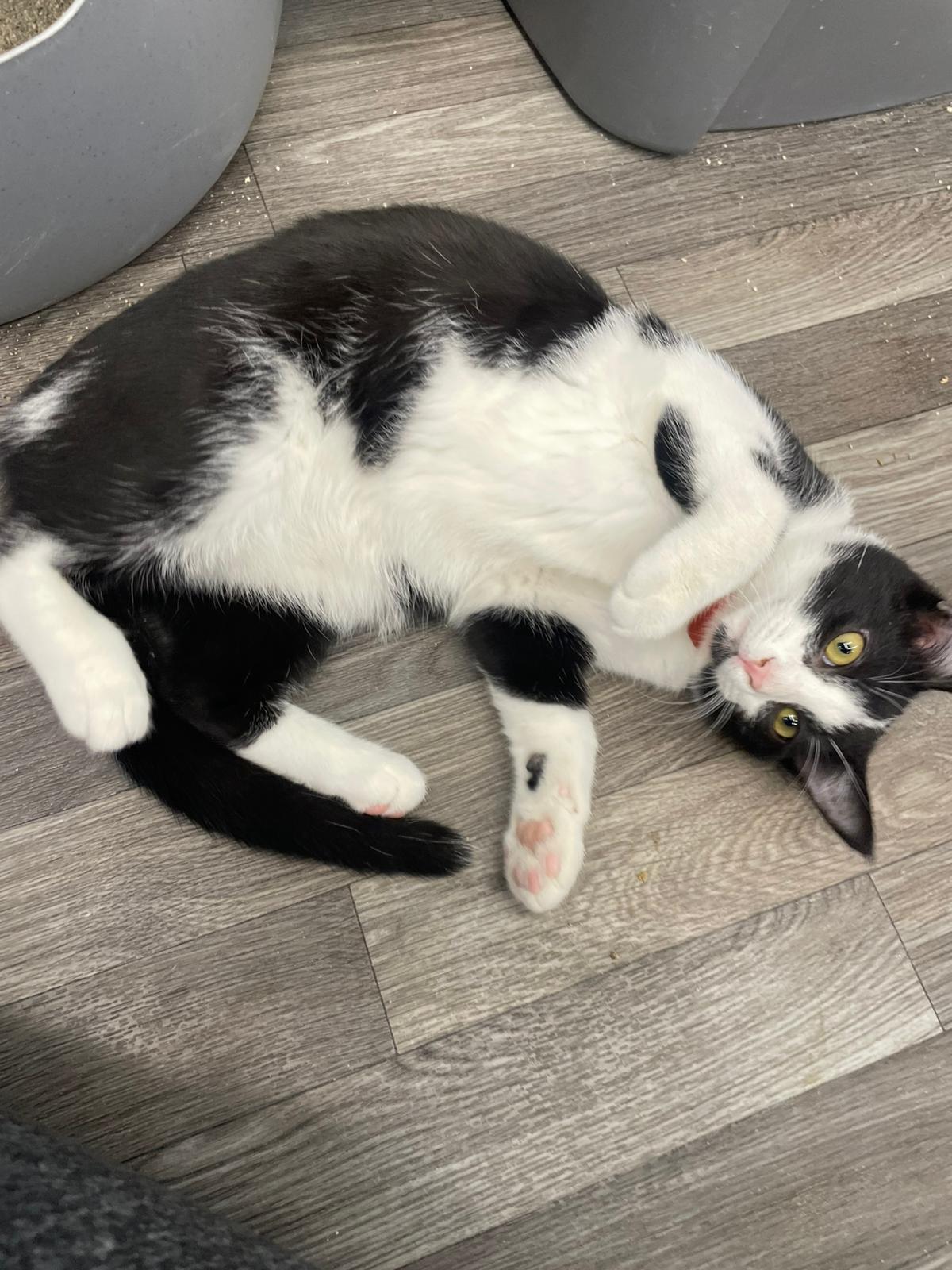 Cam, a Adoptable Domestic Medium Hair in West Mifflin, PA image 4/6