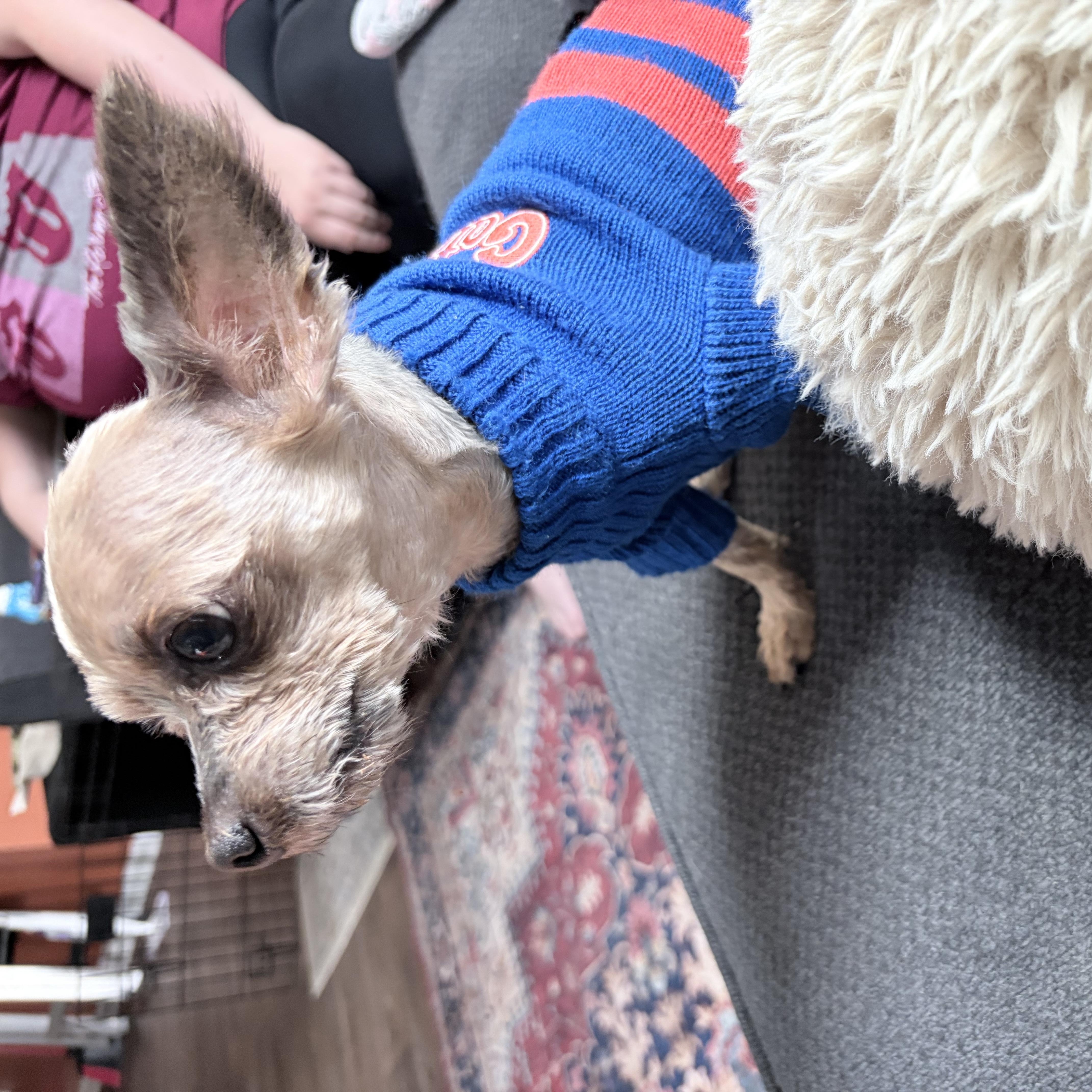 Byron, a ADOPTABLE Yorkshire Terrier in Orange Park, FL image 1/5