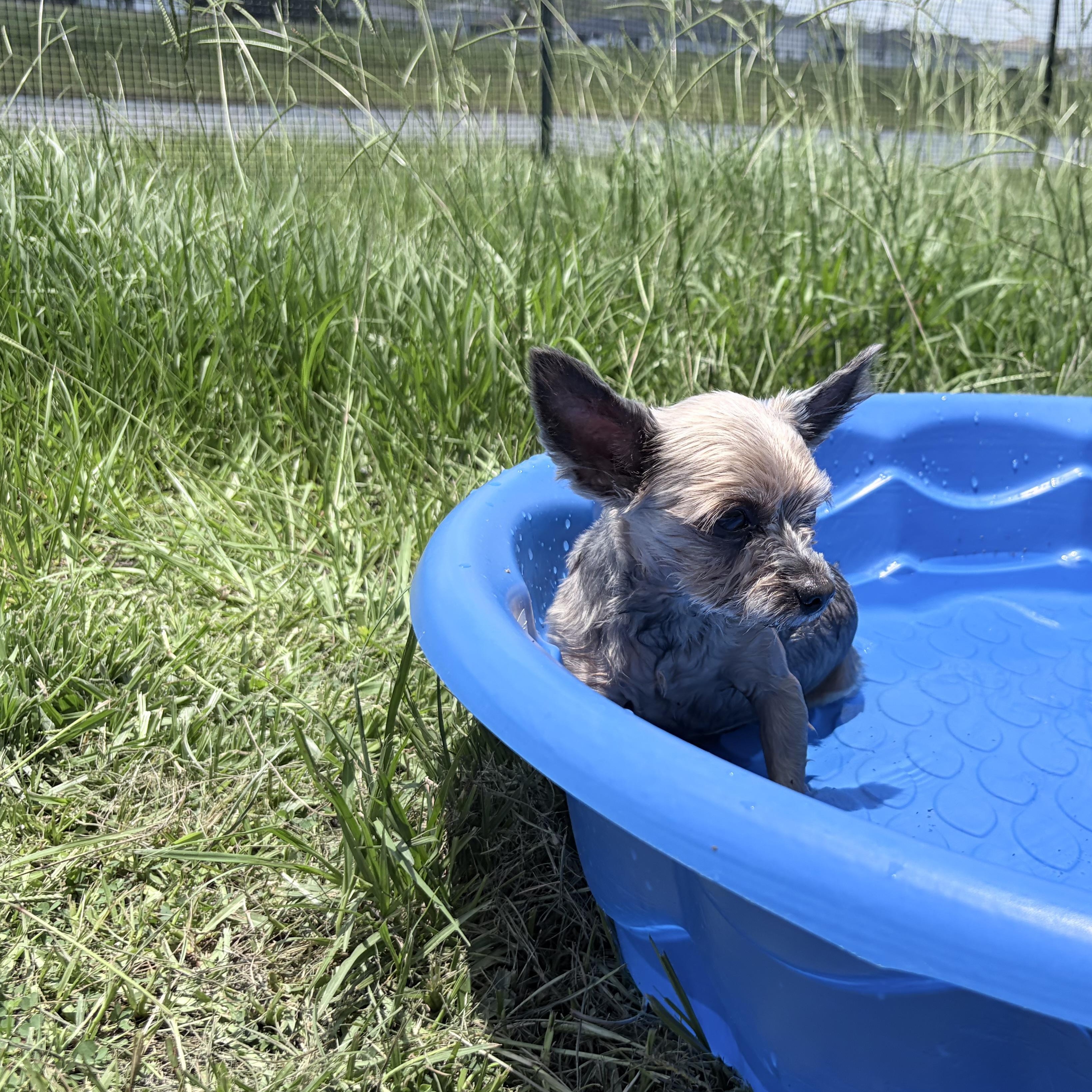 Byron, a ADOPTABLE Yorkshire Terrier in Orange Park, FL image 4/5