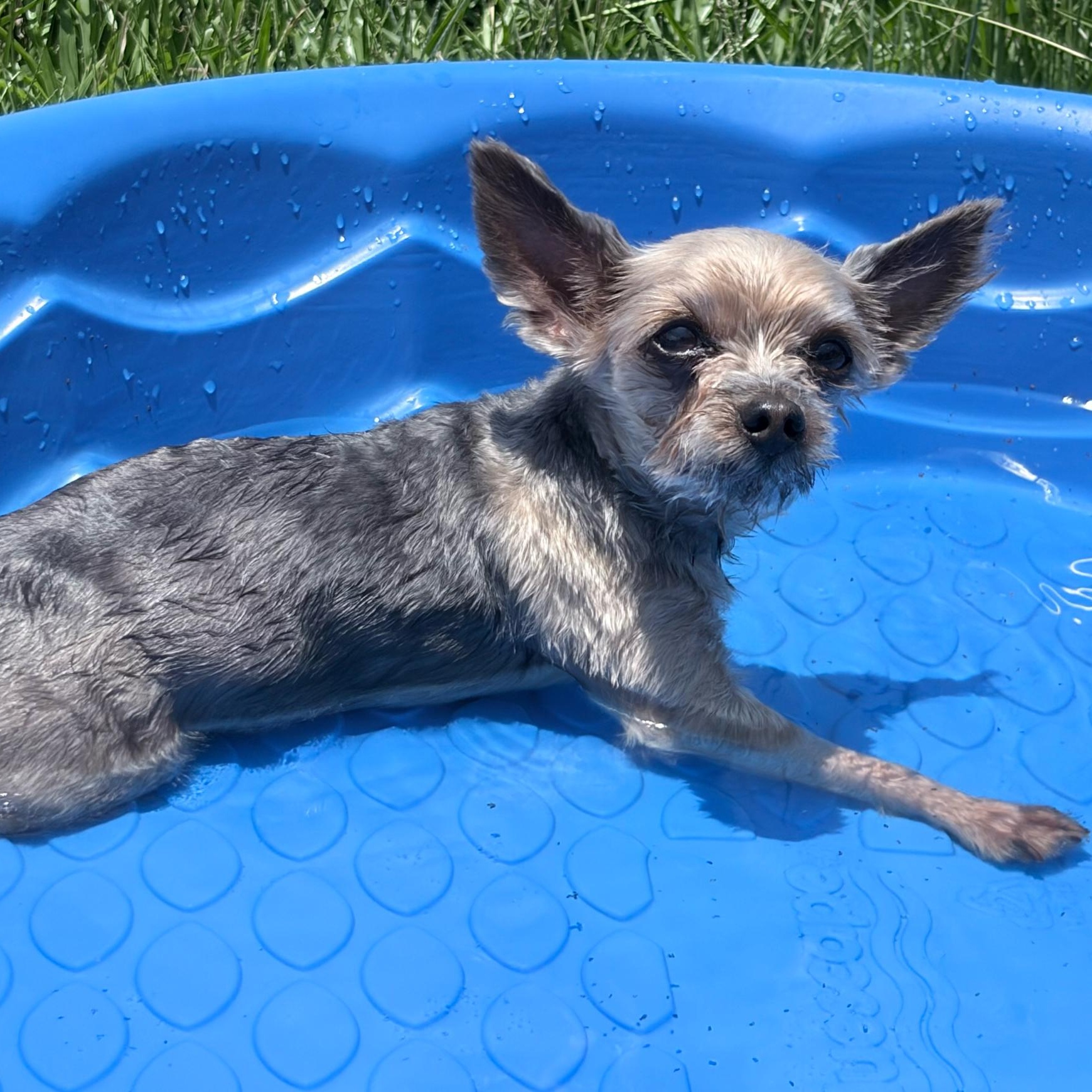 Byron, a ADOPTABLE Yorkshire Terrier in Orange Park, FL image 2/5