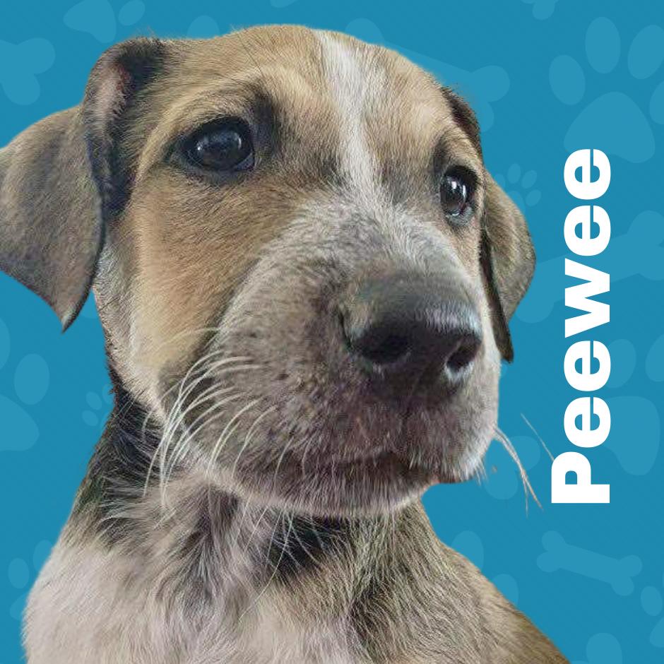 Pet Image