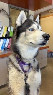 Enlarge Kovu, a ADOPTABLE Siberian Husky in Mason City, IA image 3/4