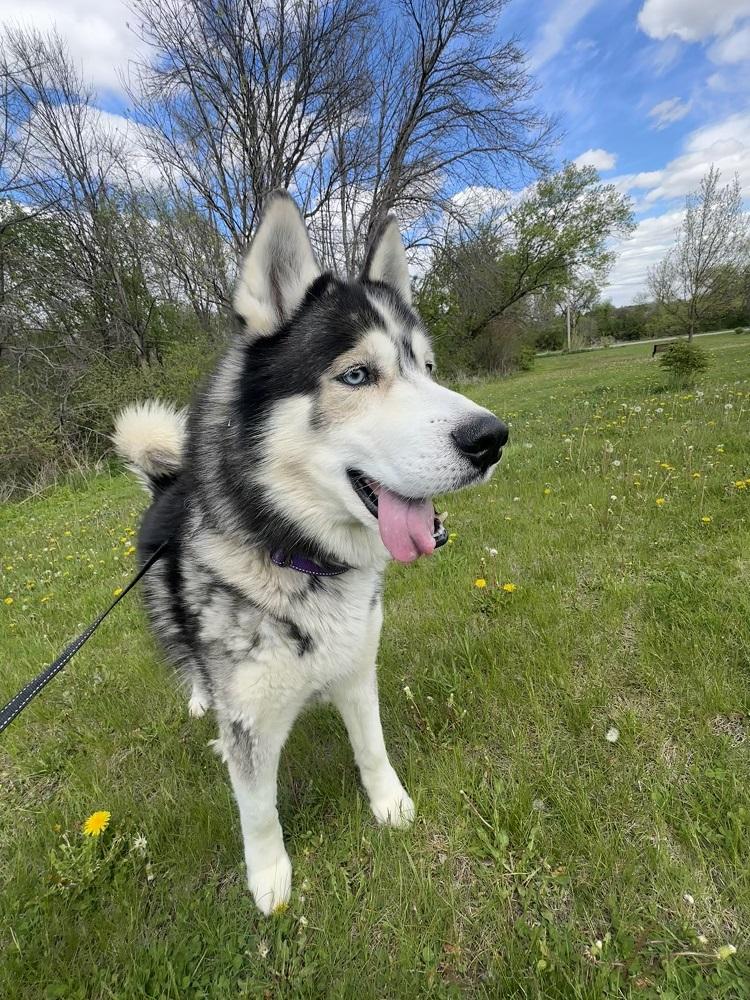 Enlarge Kovu, a ADOPTABLE Siberian Husky in Mason City, IA image 4/4