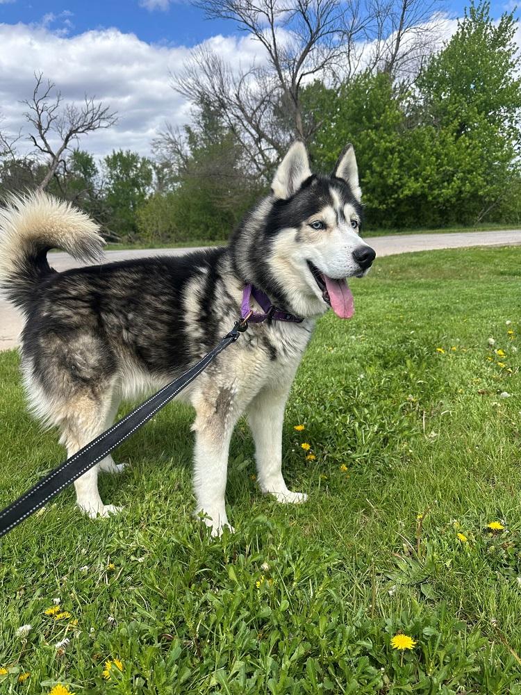 Kovu, ADOPTABLE, Senior Male Siberian Husky.
