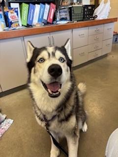 Enlarge Kovu, a ADOPTABLE Siberian Husky in Mason City, IA image 2/4