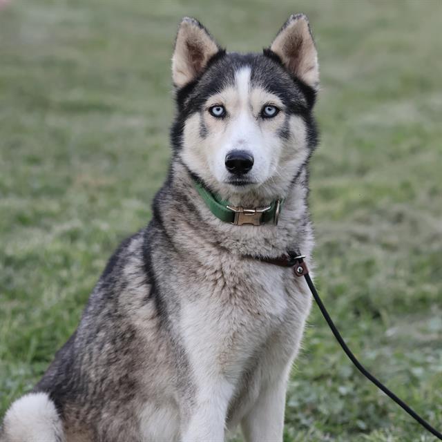 NIKKI photo