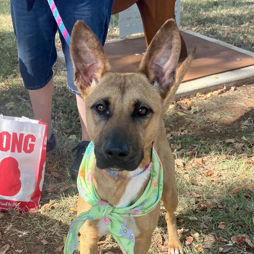 Enlarge Ophelia, a Adoptable Shepherd in Palestine, TX image 1/4