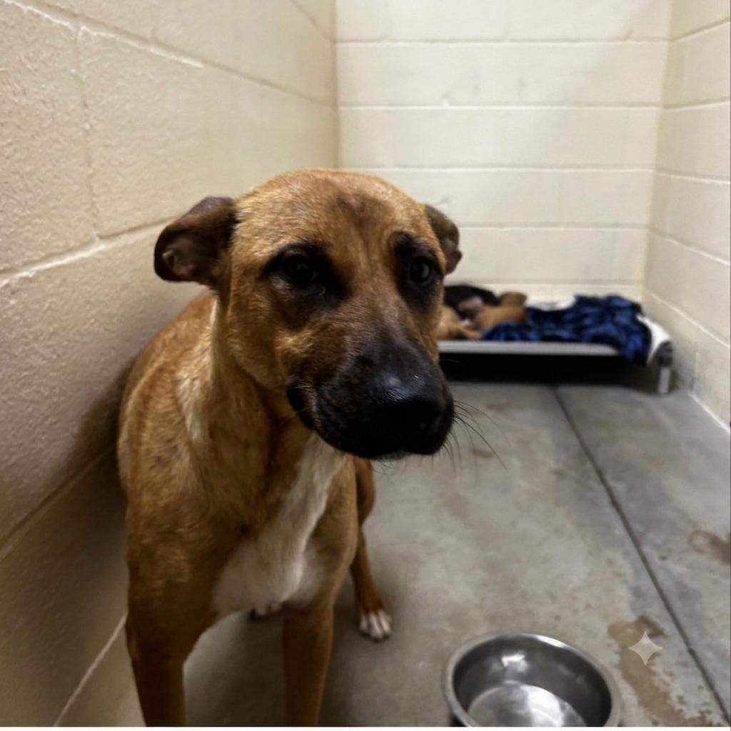 Enlarge Ophelia, a Adoptable Shepherd in Palestine, TX image 2/4