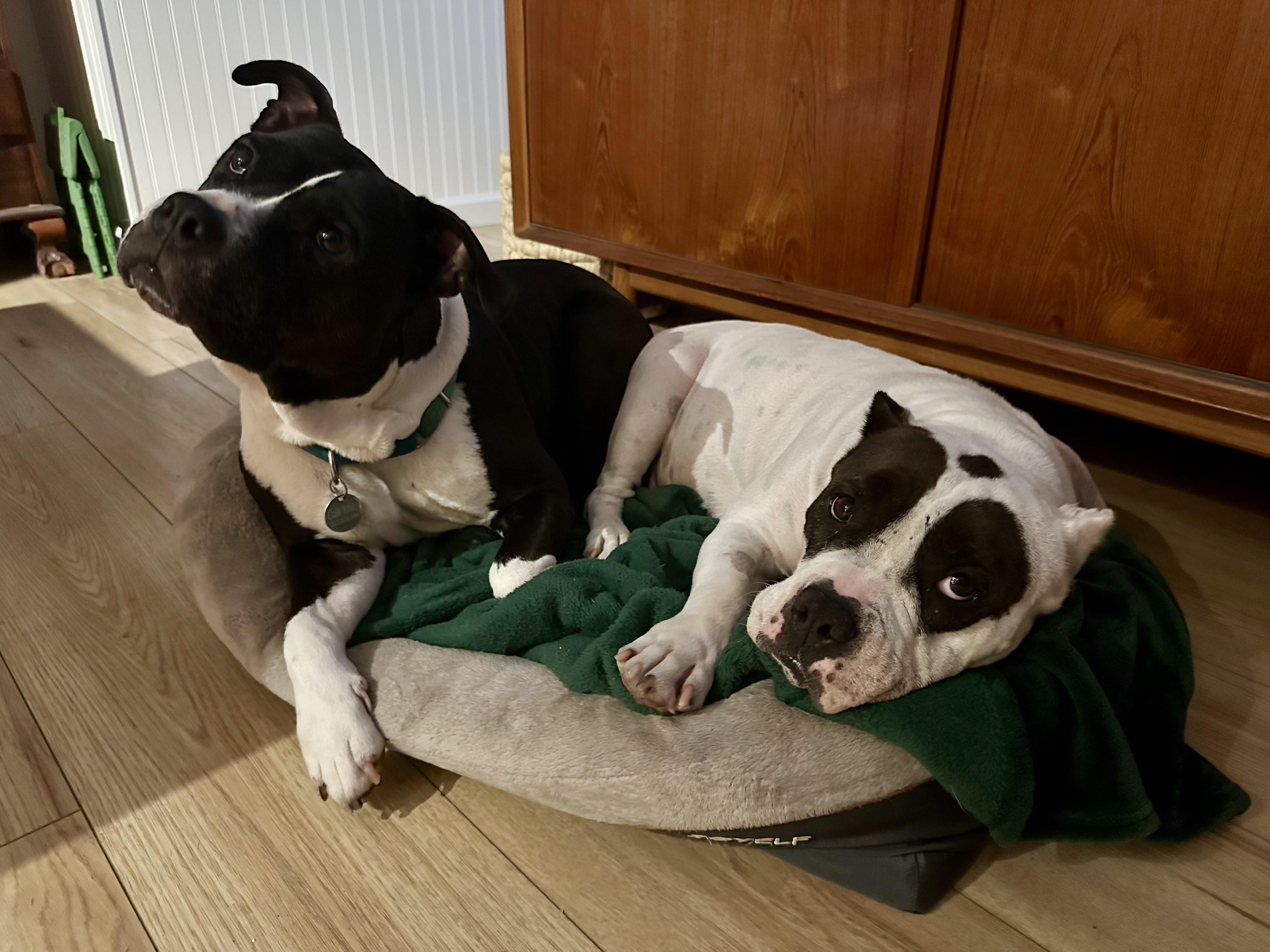 Enlarge Franny, an adopted mixed breed in Burbank, CA image 5/6