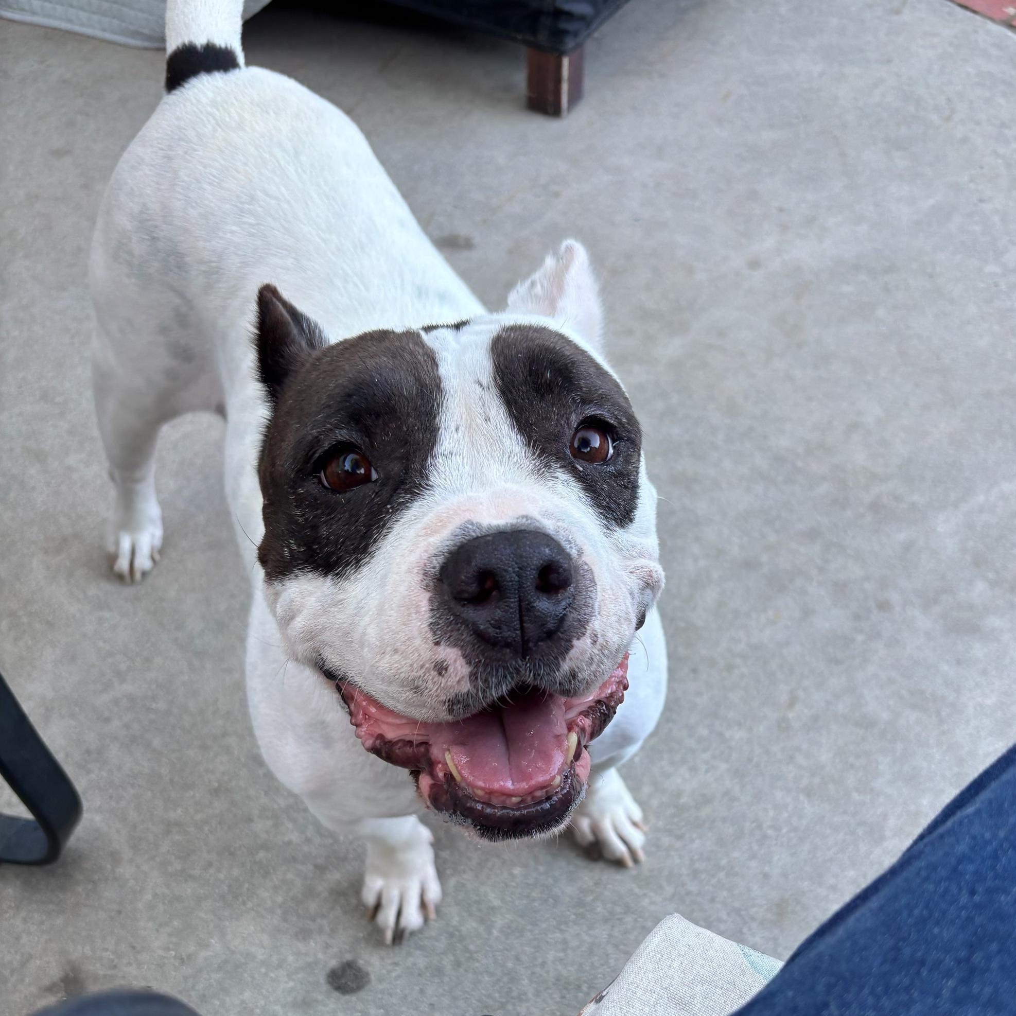 Enlarge Franny, an adopted mixed breed in Burbank, CA image 6/6
