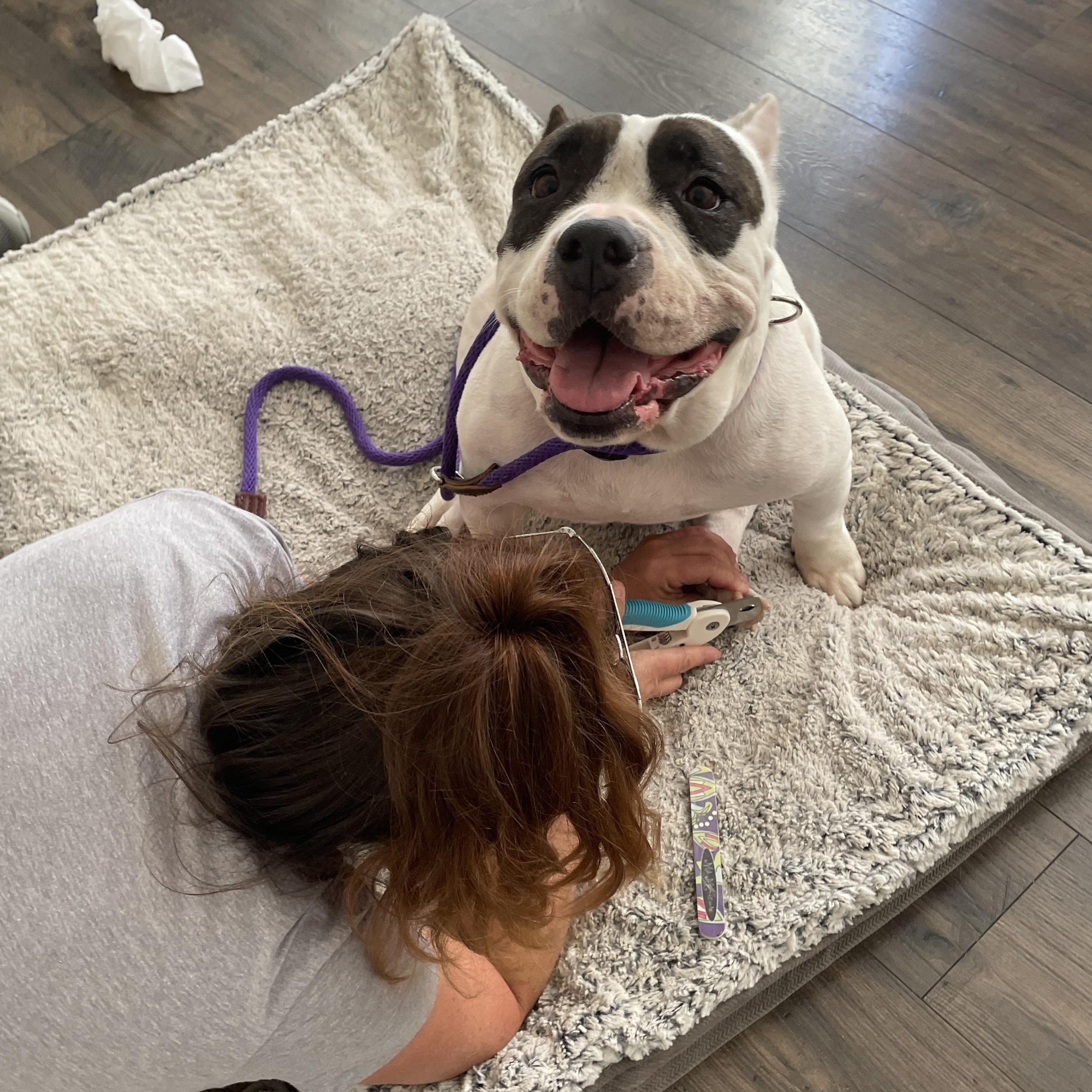 Enlarge Franny, an adopted mixed breed in Burbank, CA image 4/6