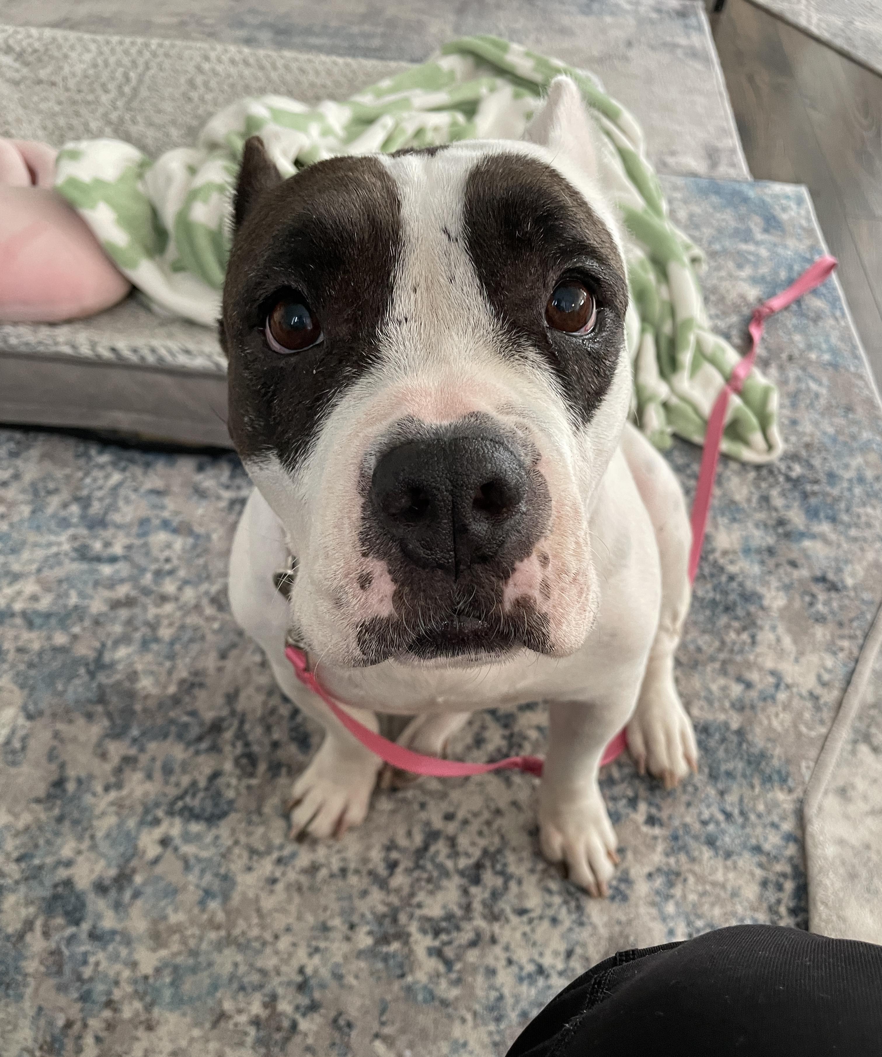 Enlarge Franny, an adopted mixed breed in Burbank, CA image 2/6