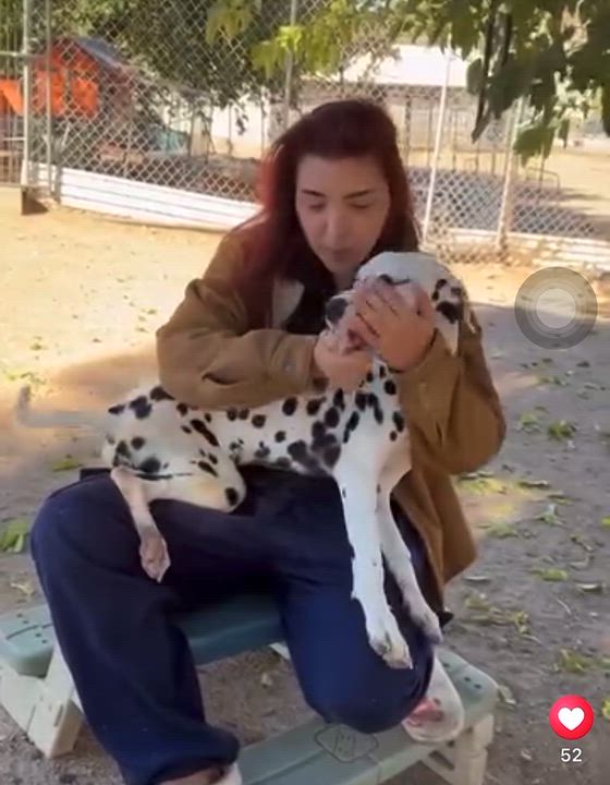 Enlarge Pongo , an adopted Dalmatian in Hesperia, CA video 2/2