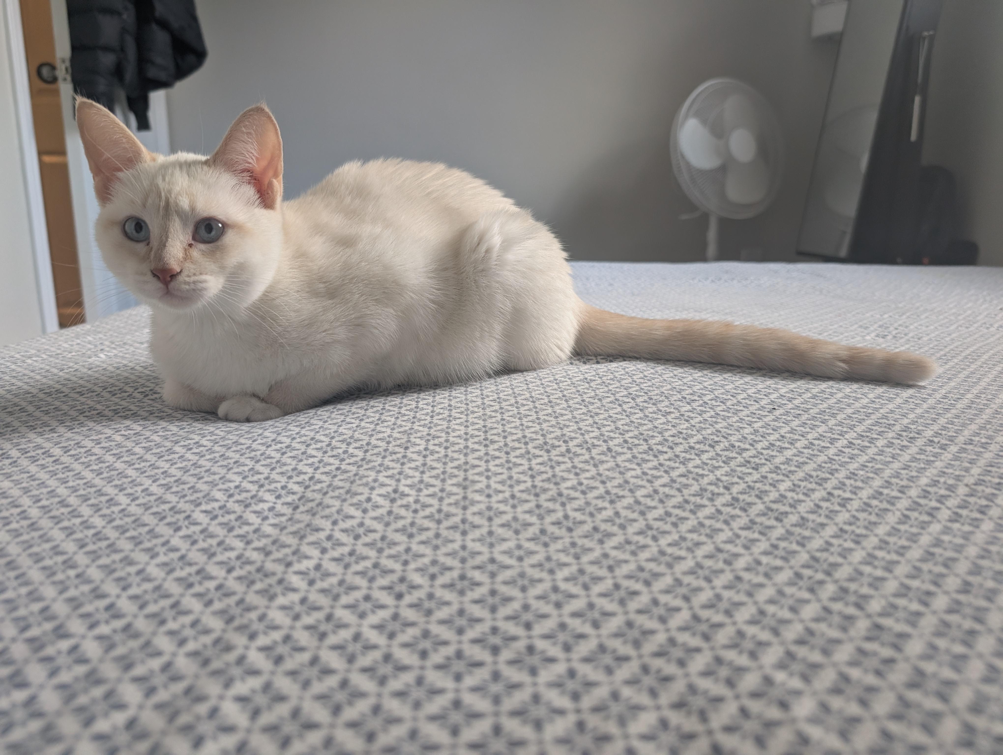 Adele, ADOPTABLE, Kitten Female Turkish Van.