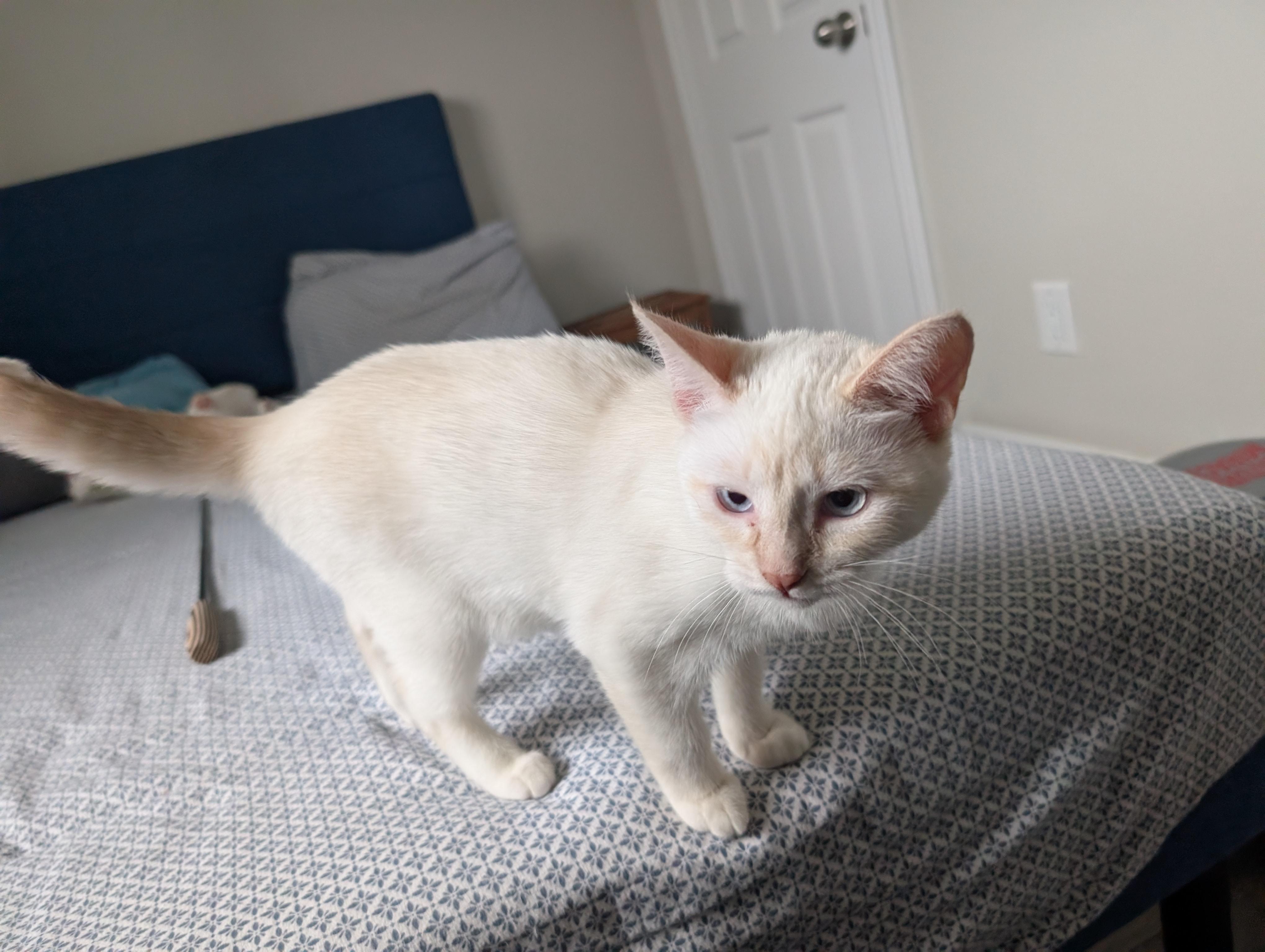 Enlarge Adele, a ADOPTABLE Turkish Van in Mississauga, ON image 4/5