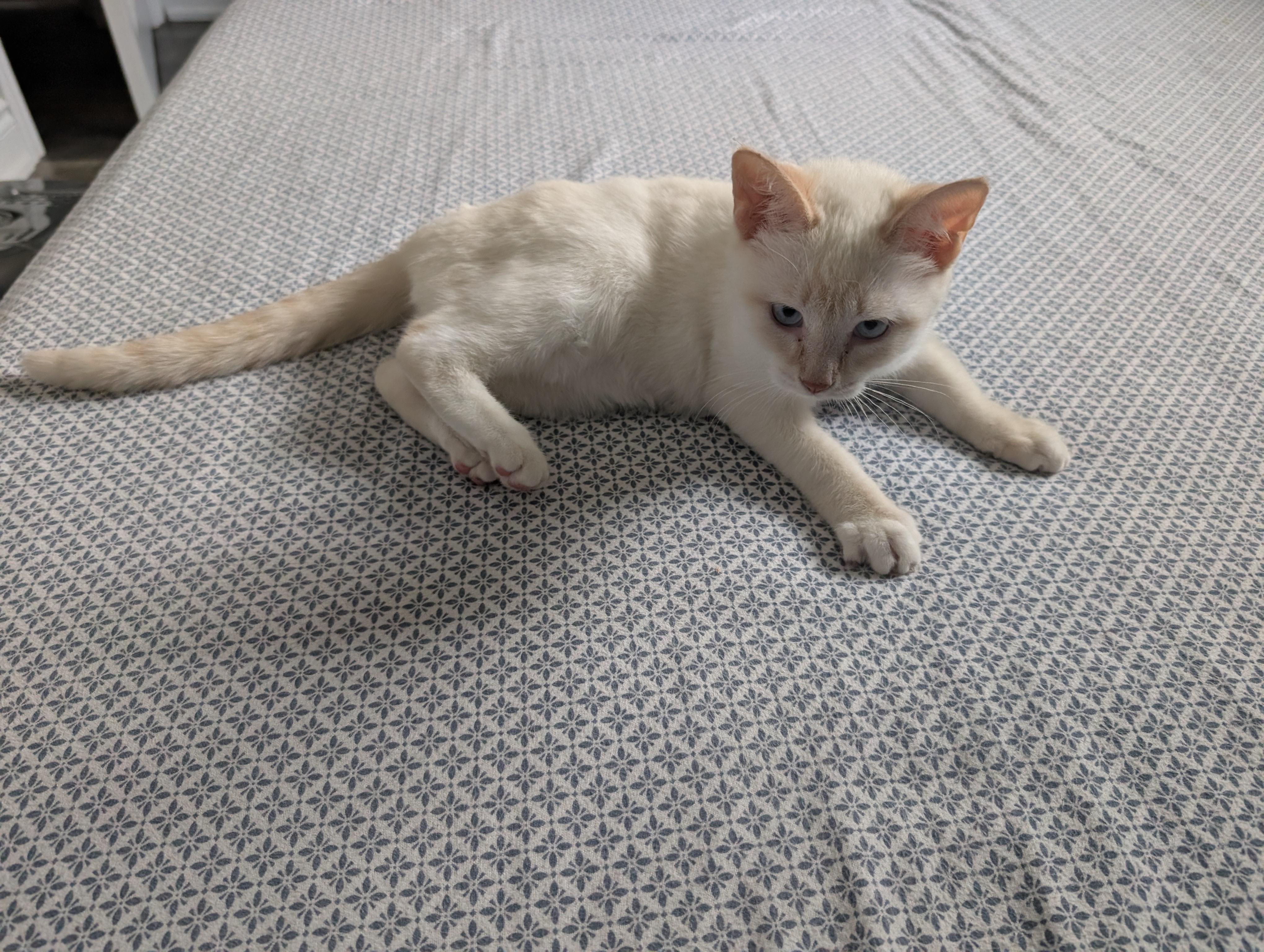 Enlarge Adele, a ADOPTABLE Turkish Van in Mississauga, ON image 5/5