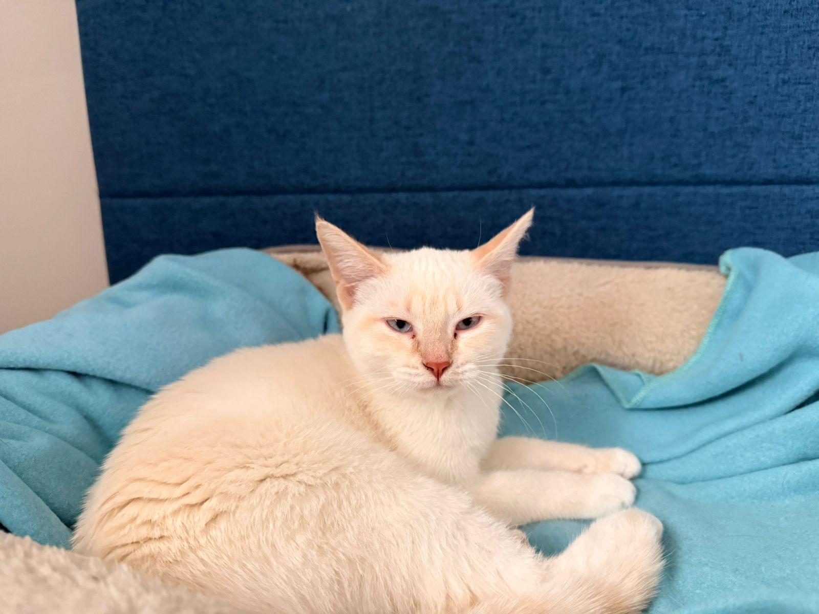 Enlarge Adele, a ADOPTABLE Turkish Van in Mississauga, ON image 3/5