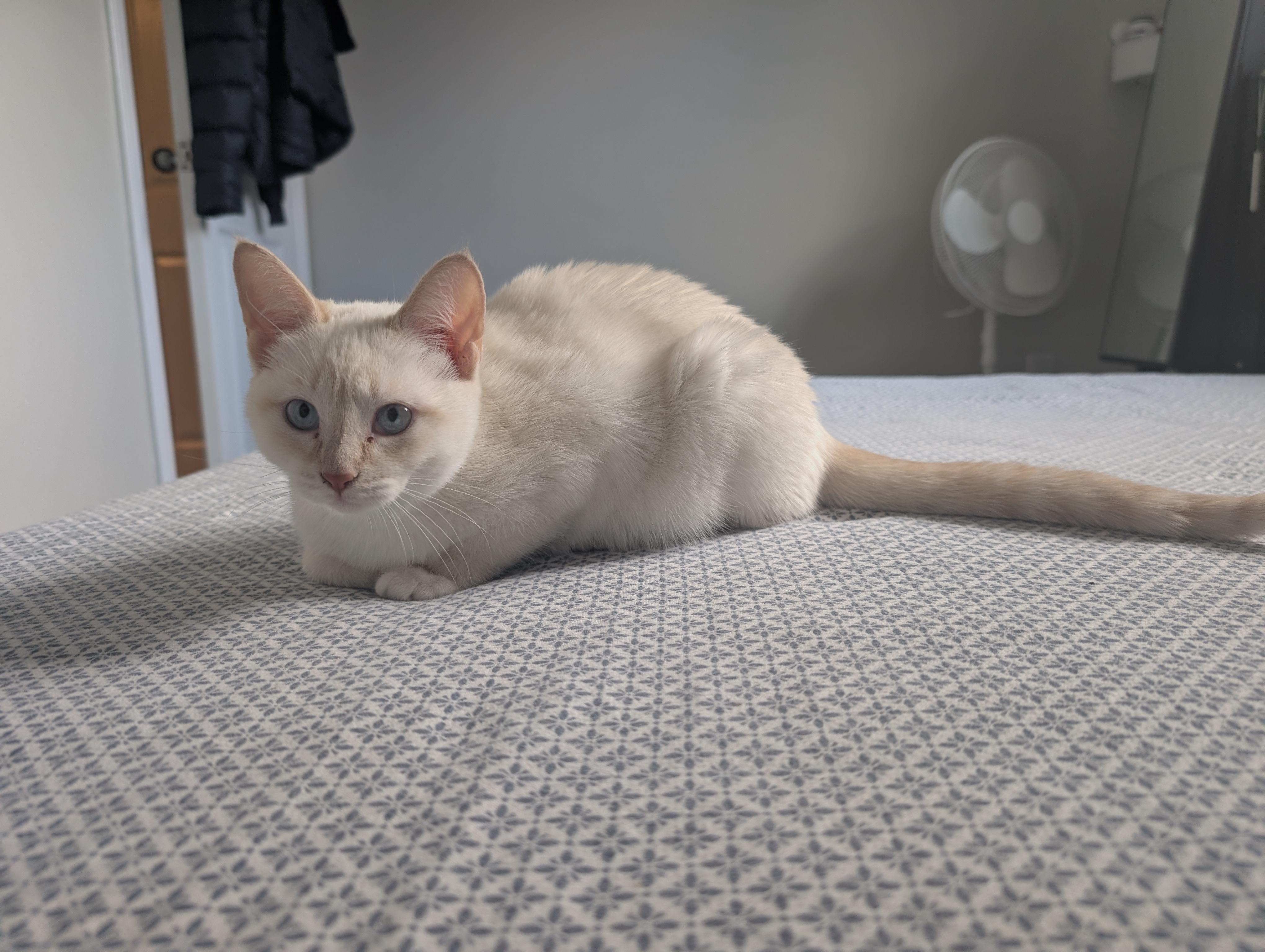 Enlarge Adele, a ADOPTABLE Turkish Van in Mississauga, ON image 2/5