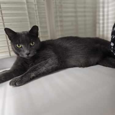 Enlarge Nikolai, a ADOPTABLE mixed breed in Margate, FL image 1/3