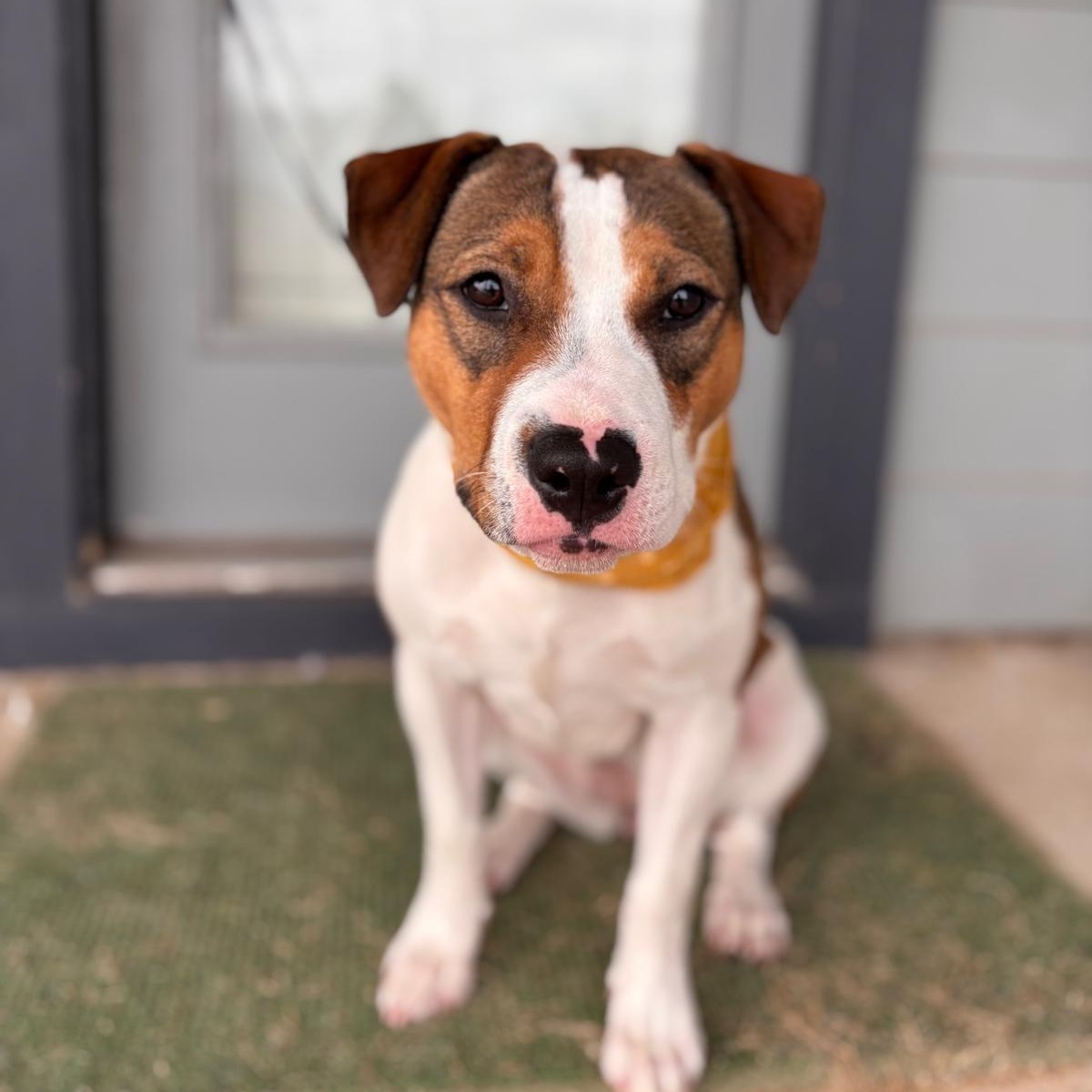 Harlow — thumbnail 3