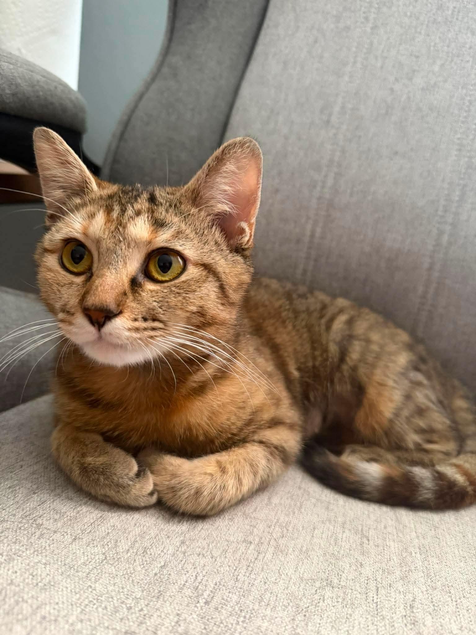 Enlarge Valkyrie, a Adoptable Domestic Short Hair in Roxboro, NC image 1/3