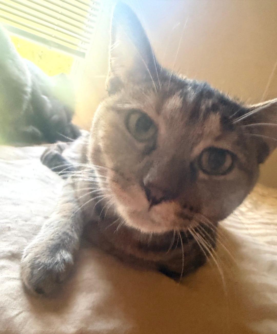 Valkyrie, Adoptable, Young Female Domestic Short Hair.