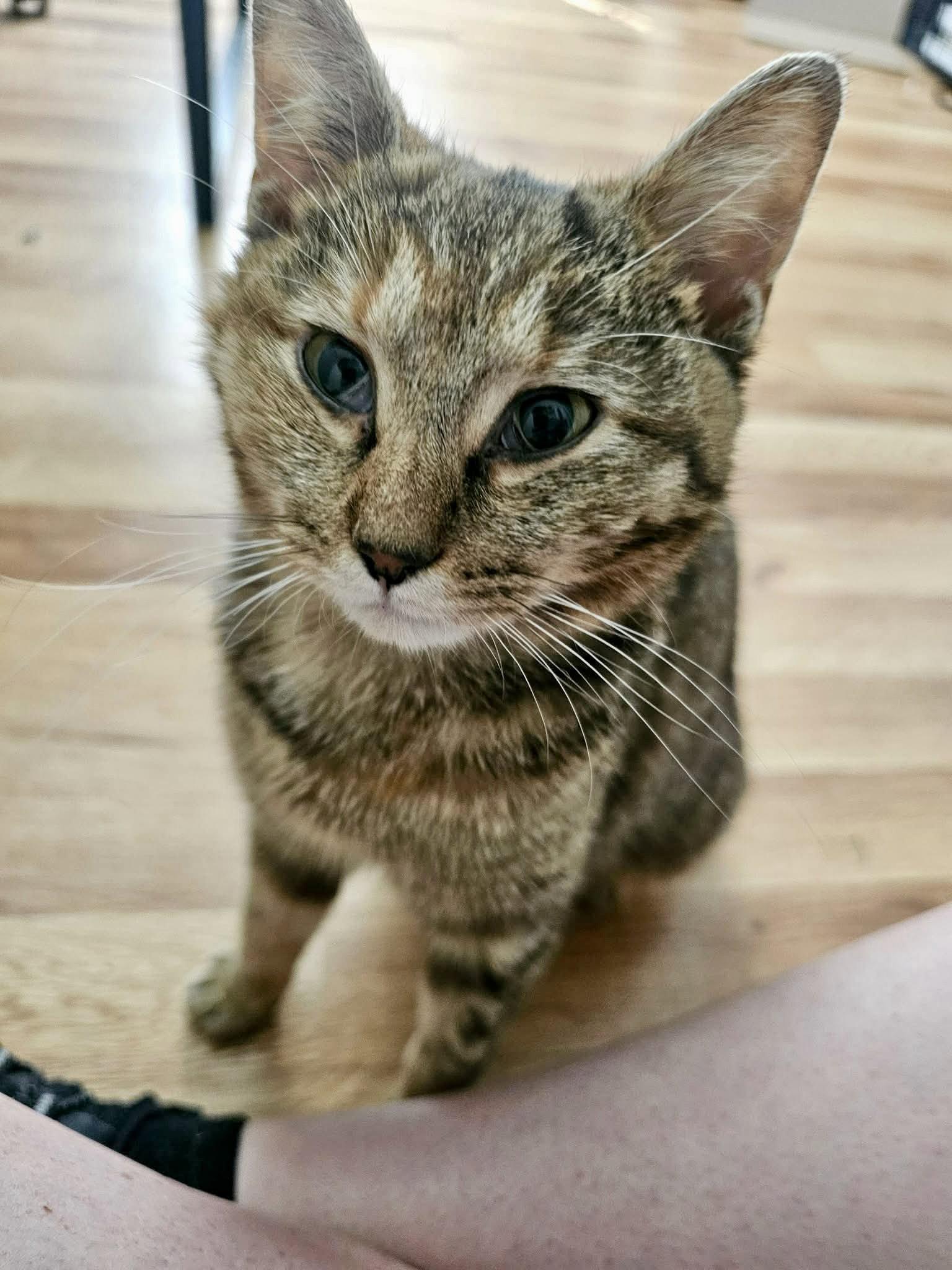 Enlarge Valkyrie, a Adoptable Domestic Short Hair in Roxboro, NC image 1/3