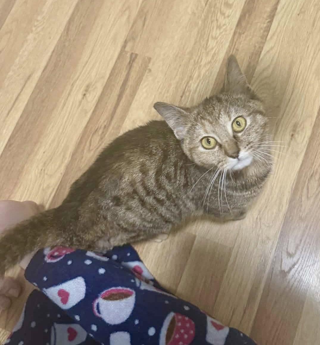 Enlarge Valkyrie, a Adoptable Domestic Short Hair in Roxboro, NC image 2/3