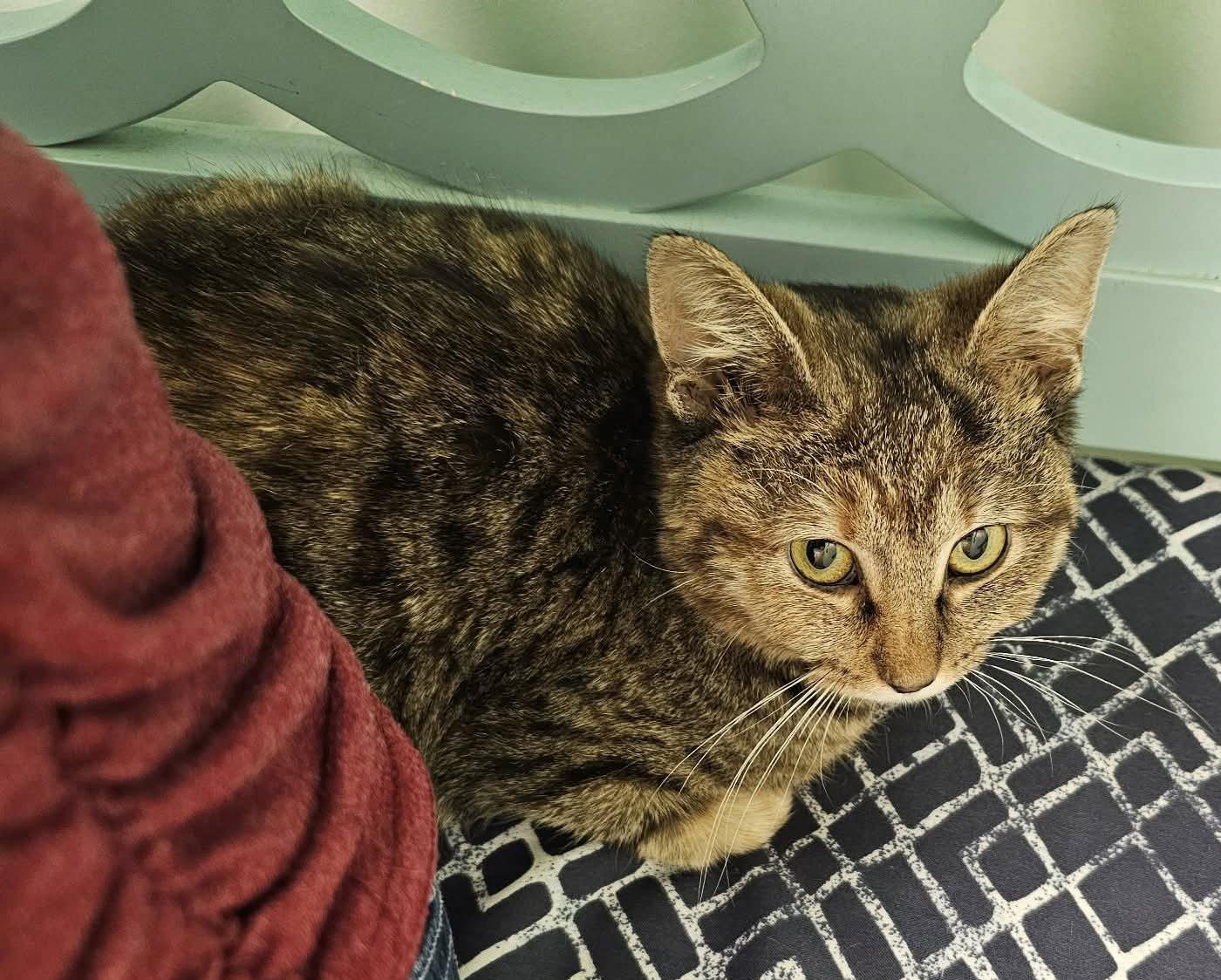 Enlarge Valkyrie, a Adoptable Domestic Short Hair in Roxboro, NC image 3/3