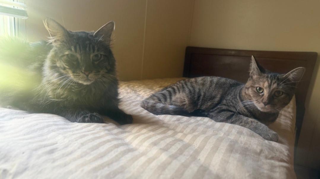 Enlarge Valkyrie, a Adoptable Domestic Short Hair in Roxboro, NC image 2/3