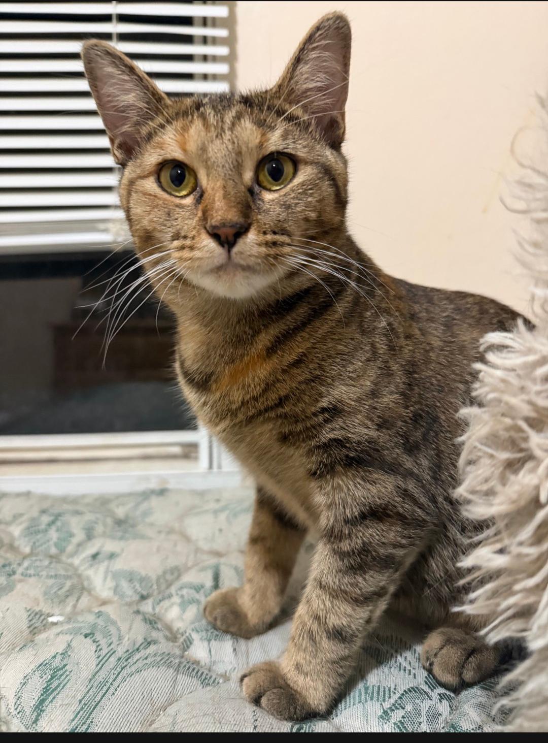 Enlarge Valkyrie, a Adoptable Domestic Short Hair in Roxboro, NC image 3/3