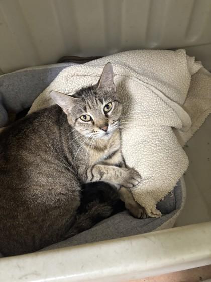 Seashell, a Adoptable Domestic Short Hair in North Miami Beach, FL image 1/2