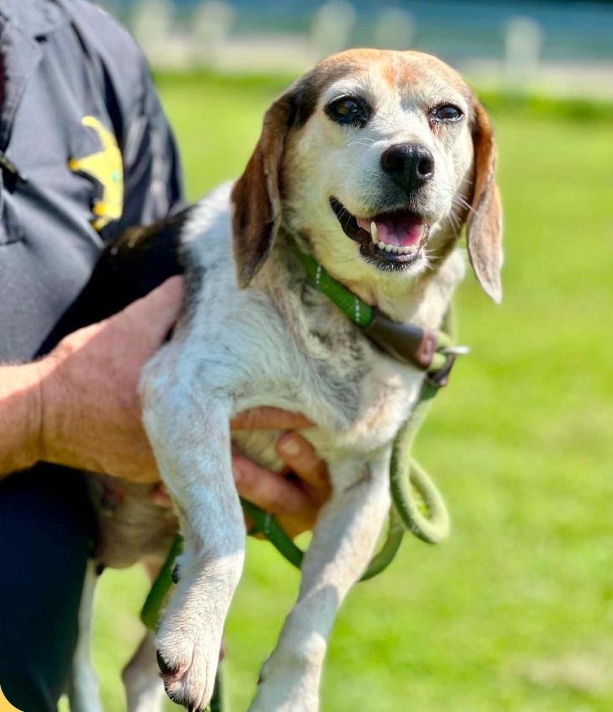 Enlarge Cookie, a Adoptable Beagle in Columbus, OH image 1/5