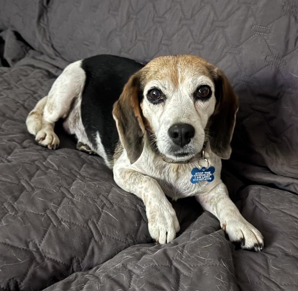 Enlarge Cookie, a Adoptable Beagle in Columbus, OH image 2/5