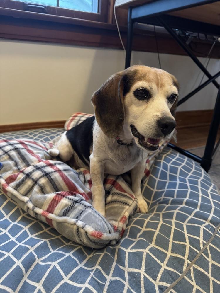 Enlarge Cookie, a Adoptable Beagle in Columbus, OH image 3/5