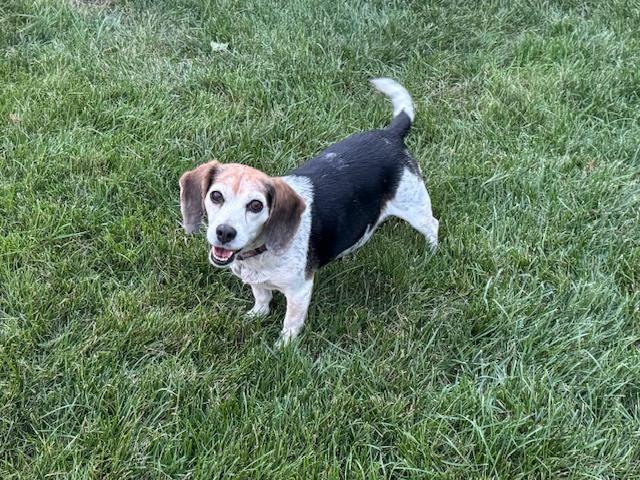 Enlarge Cookie, a Adoptable Beagle in Columbus, OH image 2/6