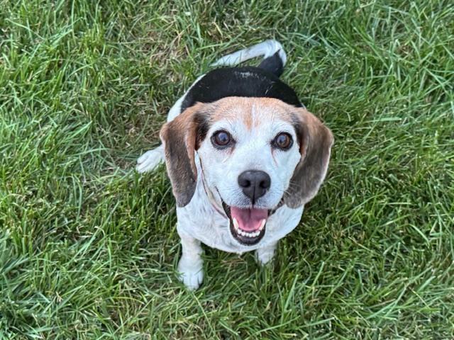 Enlarge Cookie, a Adoptable Beagle in Columbus, OH image 3/6