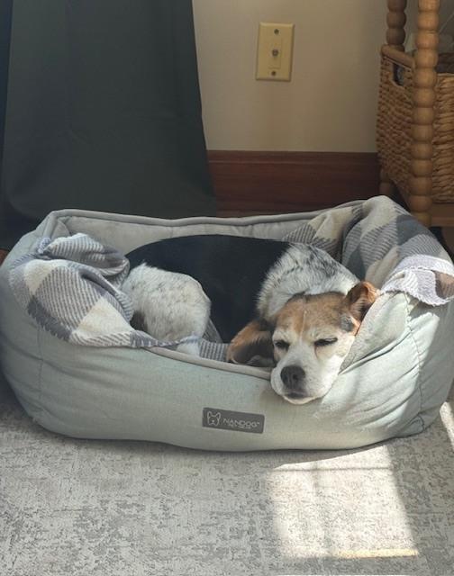 Enlarge Cookie, a Adoptable Beagle in Columbus, OH image 4/6
