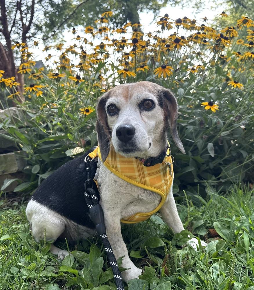 Enlarge Cookie, a Adoptable Beagle in Columbus, OH image 4/5
