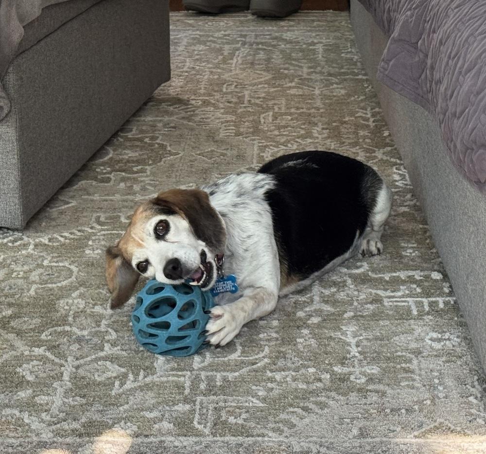 Enlarge Cookie, a Adoptable Beagle in Columbus, OH image 5/5