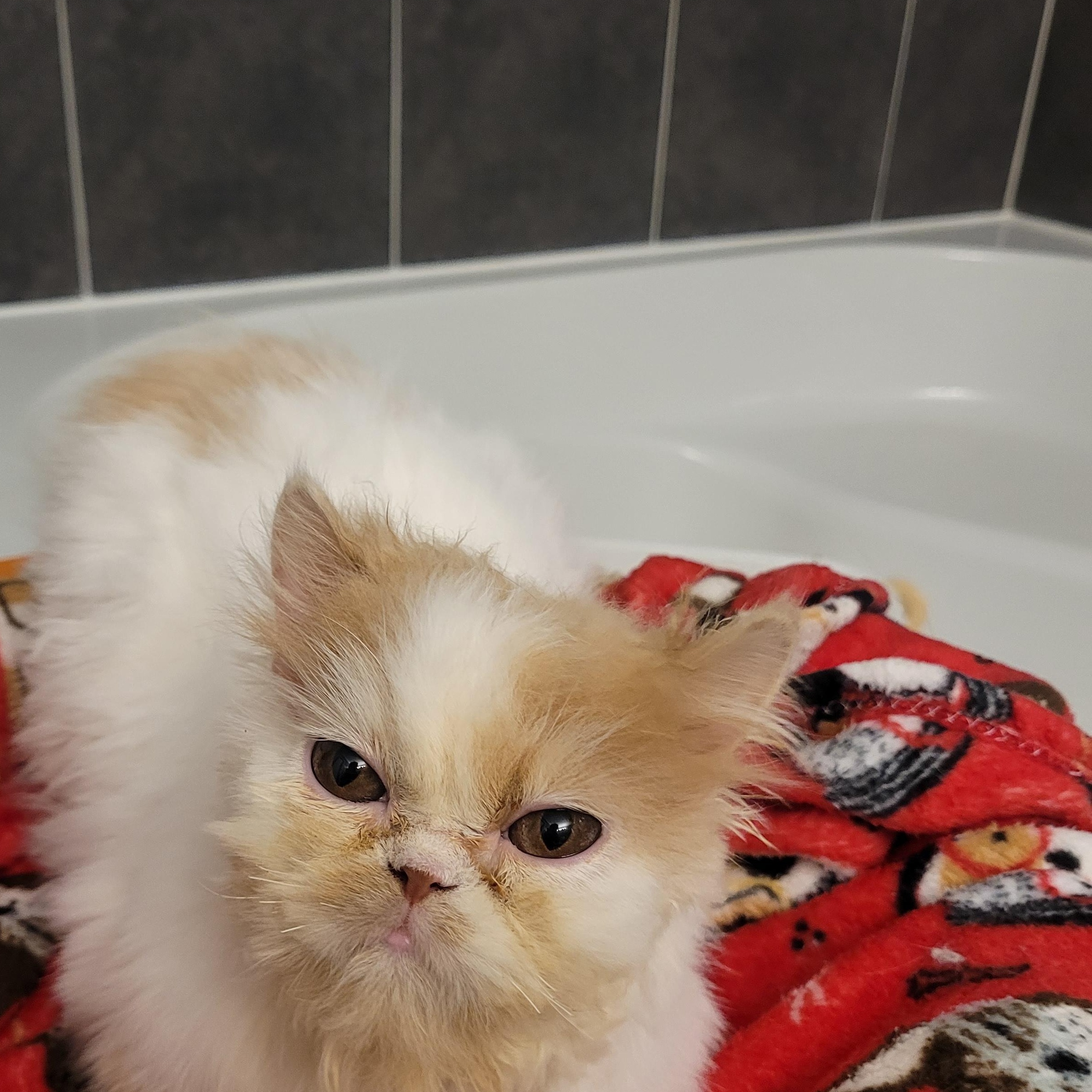 Enlarge Lonnie (m) Persian 8mths, a Adoptable Persian in Ottawa, ON image 6/6