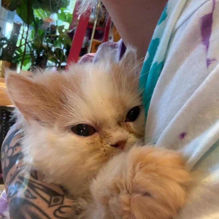 Lonnie (m) Persian 8mths, Adoptable, Young Male Persian.