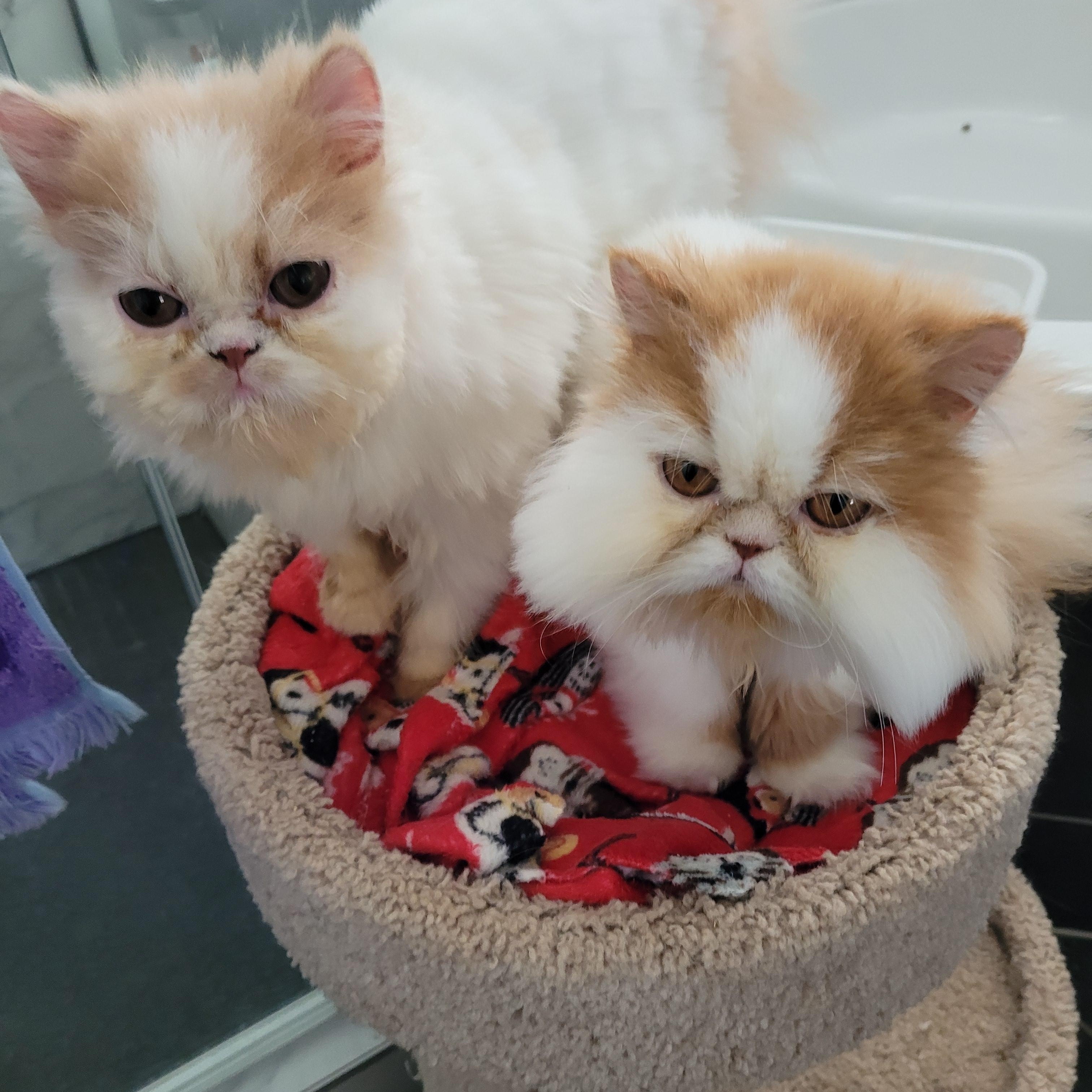 Enlarge Lonnie (m) Persian 8mths, a Adoptable Persian in Ottawa, ON image 2/6