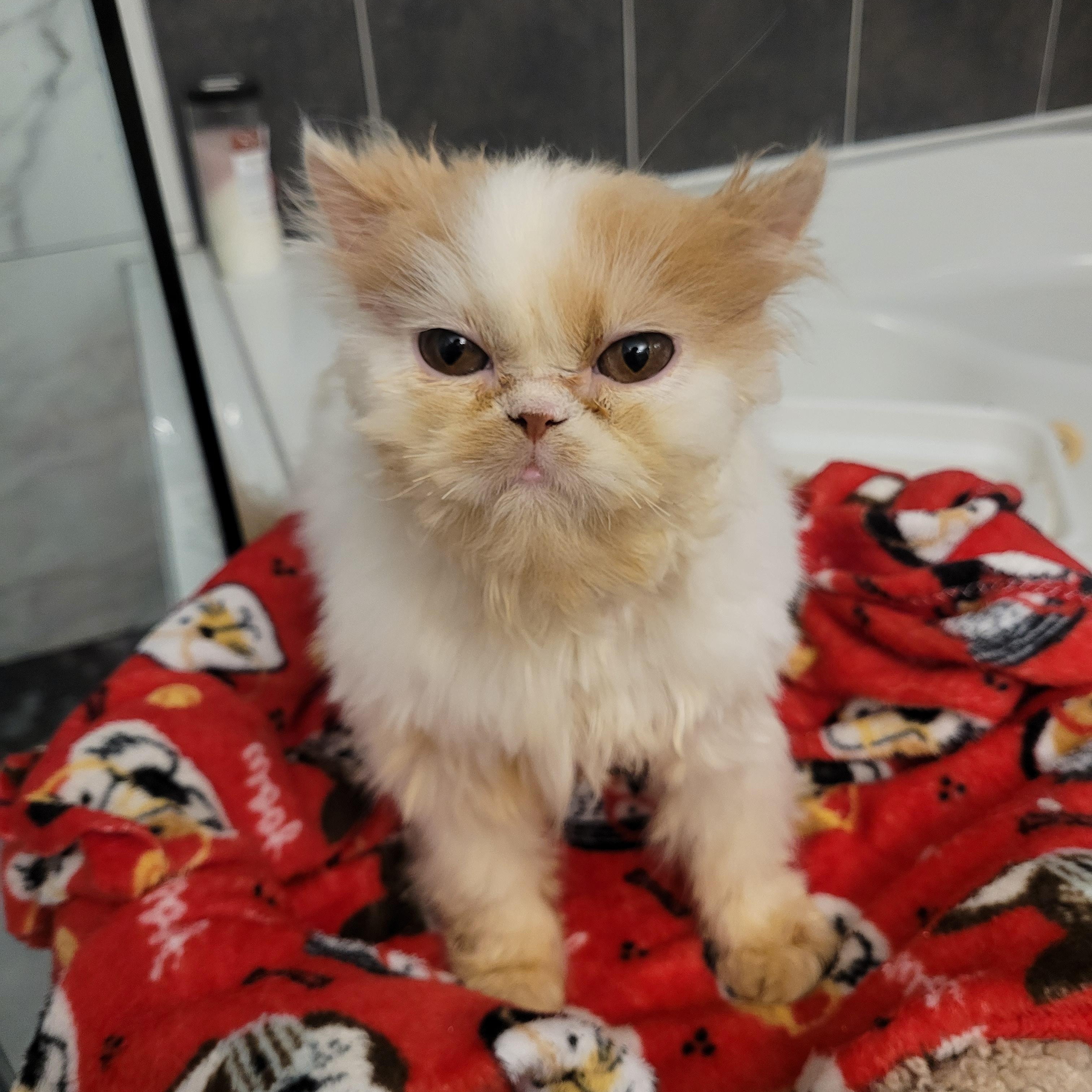 Enlarge Lonnie (m) Persian 8mths, a Adoptable Persian in Ottawa, ON image 3/6